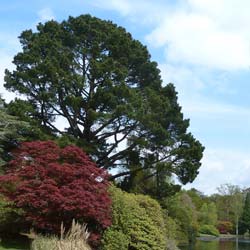 Pinus radiata